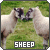 The SHEEP fanlisting